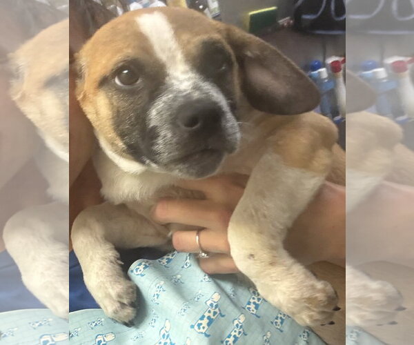 Medium Photo #3 Black Mouth Cur-Unknown Mix Puppy For Sale in Sanford, FL, USA