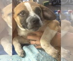Small #2 Black Mouth Cur Mix