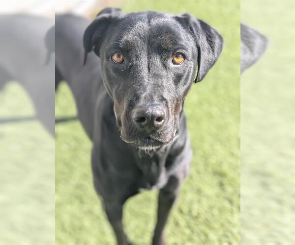 Medium Photo #2 Labrador Retriever-Unknown Mix Puppy For Sale in Downey, CA, USA