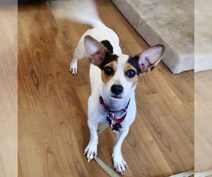 Chiweenie Dogs for adoption in Batavia, OH, USA