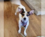 Shorty 26 - Female Chiweenie Dog for Adoption - Small photo
