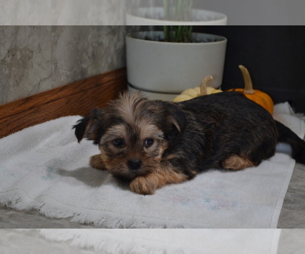 Medium Photo #2 Yorkshire Terrier-Zuchon Mix Puppy For Sale in GREENWOOD, WI, USA