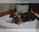 Small #1 Yorkshire Terrier-Zuchon Mix