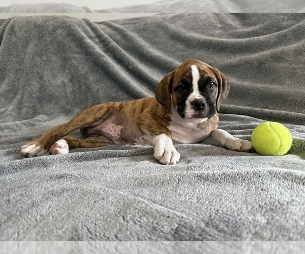 Medium Photo #67 Boxer Puppy For Sale in WEST COLUMBIA, SC, USA