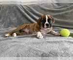 Small #5 Boxer