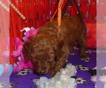 Small #8 Poodle (Standard)