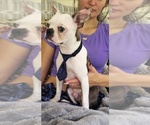 Small Boston Terrier