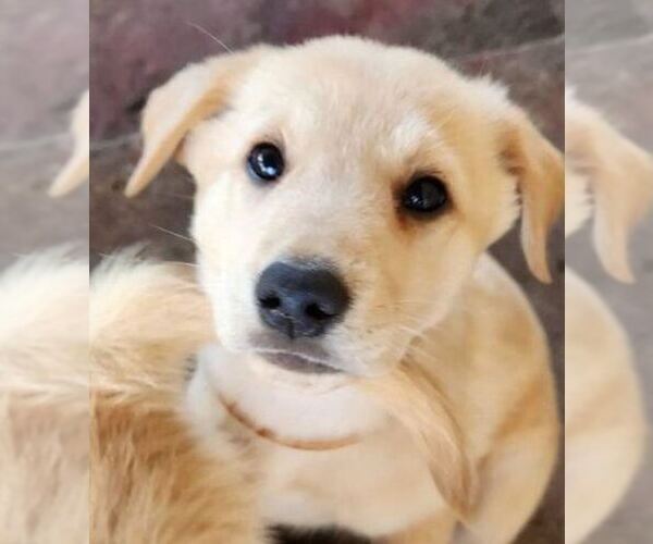 Medium Photo #1 German Shepherd Dog-Golden Retriever Mix Puppy For Sale in MODESTO, CA, USA