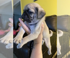 Pug Puppy for sale in BLOOMING GROVE, PA, USA