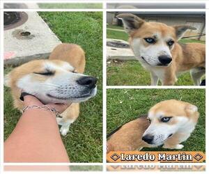 American Staffordshire Terrier-Huskies Mix Dogs for adoption in San Antonio, TX, USA