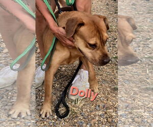 Dolly - Female Boxador Dog for Adoption - Photo #2