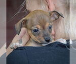 Small #4 Italian Greyhuahua