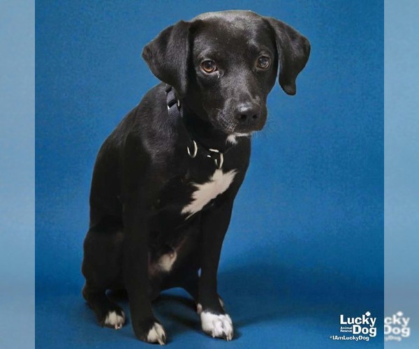 Medium Photo #1 Labbe Puppy For Sale in Washington, DC, USA