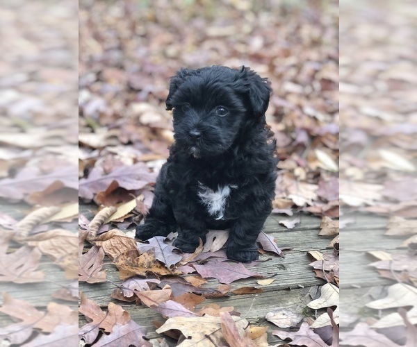 Medium Photo #1 Maltipoo Puppy For Sale in CLEVELAND, TN, USA