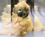 Puppy Boop Maltese-Poodle (Toy) Mix