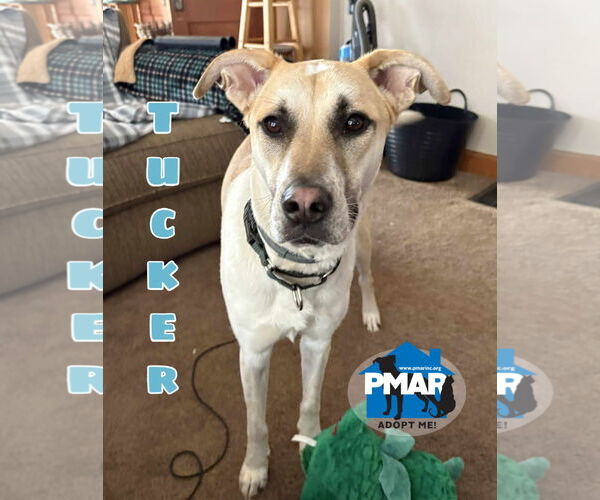 Medium Photo #2 Siberian Husky-Unknown Mix Puppy For Sale in Binghamton, NY, USA