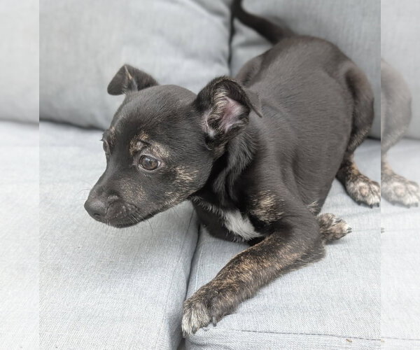 Medium Photo #6 Mutt Puppy For Sale in Brooklyn Center, MN, USA