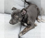 Small #5 Mutt