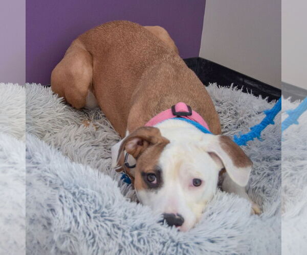 Medium Photo #5 American Staffordshire Terrier-Boxer Mix Puppy For Sale in Huntley, IL, USA