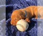 Small Photo #7 Vizsla Puppy For Sale in SANDIA, TX, USA
