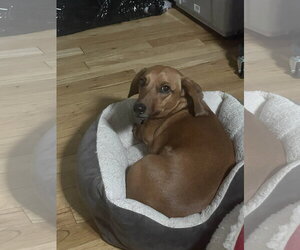 Willie3 (in Virginia) - Male Dachshund Dog for Adoption - Photo #7