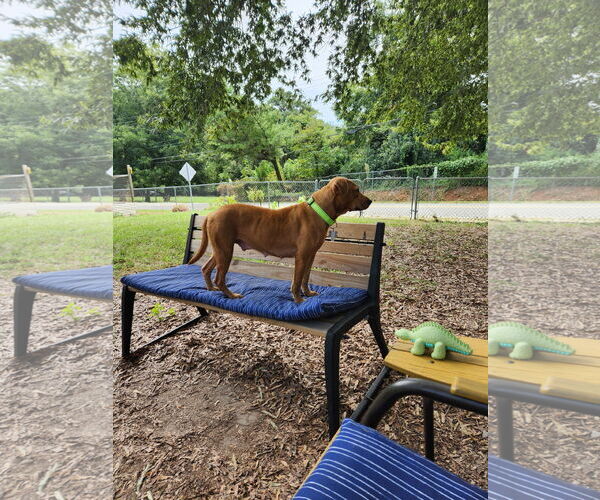 Medium Photo #2 Labrador Retriever-Unknown Mix Puppy For Sale in Holly Springs, NC, USA