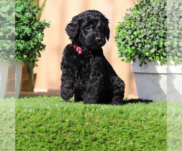 Medium Photo #4 Goldendoodle Puppy For Sale in VICTORVILLE, CA, USA