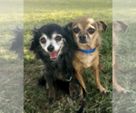 Small Chihuahua Mix