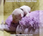 Small Photo #43 Dogo Argentino Puppy For Sale in PINEVILLE, MO, USA