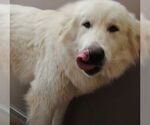 Small #5 Great Pyrenees
