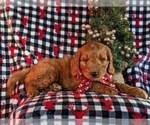 Small #2 Goldendoodle (Miniature)