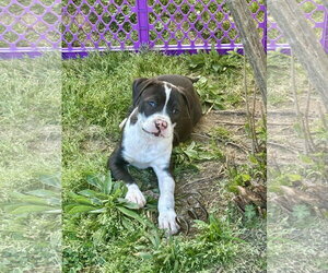 American Pit Bull Terrier-Labrador Retriever Mix Dogs for adoption in Holly Springs, NC, USA