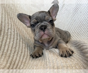 French Bulldog Litter for sale in THOUSAND OAKS, CA, USA