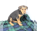 Small Photo #3 Airedale Terrier Puppy For Sale in VERONA, MO, USA