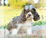Small Photo #21 Cocker Spaniel Puppy For Sale in WARSAW, IN, USA