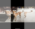 Small Vizsla