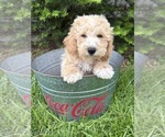 Small #3 Bichpoo