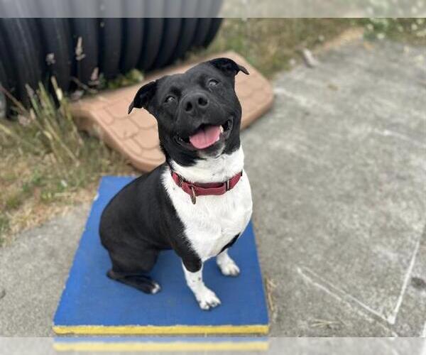 Medium Photo #5 American Pit Bull Terrier Puppy For Sale in McKinleyville, CA, USA