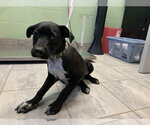 Small Labrador Retriever Mix
