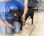 Small #1 American Staffordshire Terrier Mix