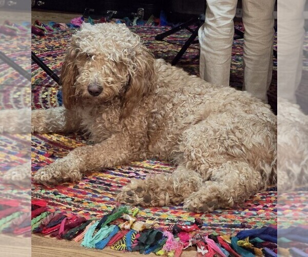 Medium Photo #1 Goldendoodle Puppy For Sale in ELBERT, CO, USA