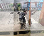 Small #4 Mutt