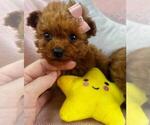 Small #13 Poodle (Toy)