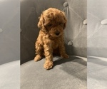 Small Photo #4 Poodle (Miniature) Puppy For Sale in INDIAN TRAIL, NC, USA