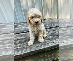 Medium Goldendoodle mix (+ Poodle Miniature)