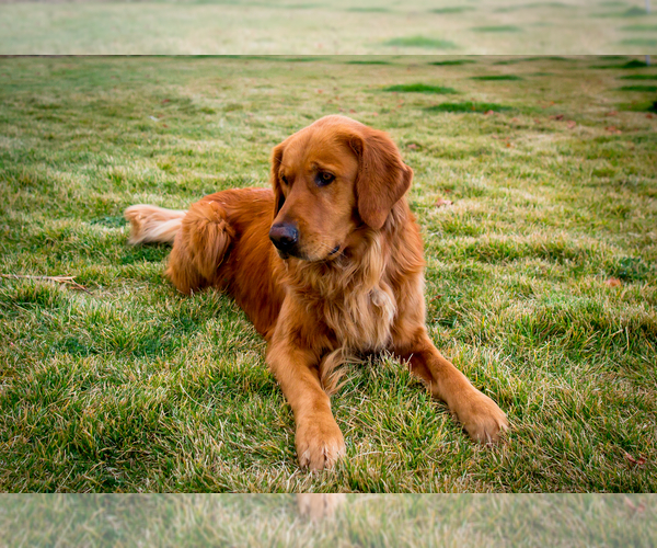 Medium Photo #1 Golden Retriever Puppy For Sale in PALMETTO, FL, USA