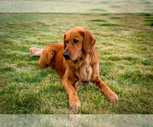 Father of the Golden Retriever puppies born on 07/20/2025