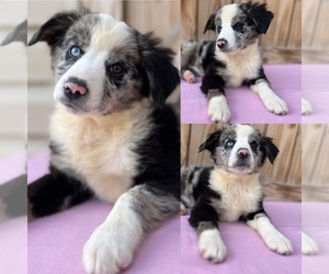 Miniature Australian Shepherd Puppy for sale in BROOKER, FL, USA