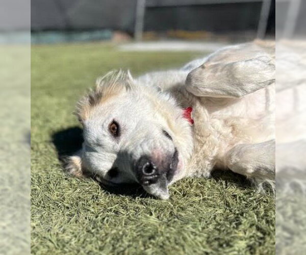 Medium Photo #12 Great Pyrenees-Unknown Mix Puppy For Sale in San Diego, CA, USA