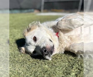 Auggie - Male Great Pyrenees-Unknown Mix Dog for Adoption - Photo #12